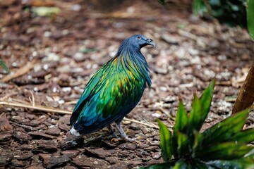 Closeup of Nicobar dove (Caloenas nicobarica)