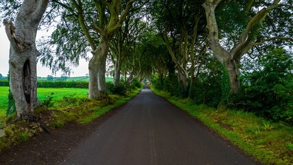 Fototapeta na wymiar The Dark Hedges. Antrim, Northern Ireland