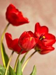A group of red spring tulips
