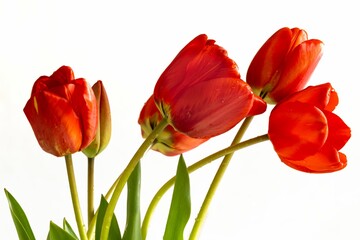 Fototapeta premium A group of red spring tulips
