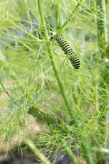 Chenille du papillon machaon sur branche de fenouil