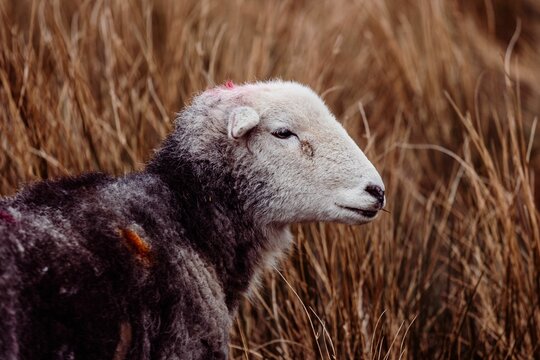 Herdwick sheep stands in a field of long grass, surrounded by a rural farm area