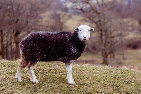 Herdwick sheep stands in a field of long grass, surrounded by a rural farm area