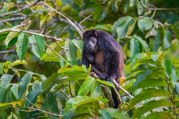 Chimpanzee perched on a tree holding its baby under its arm showing protection