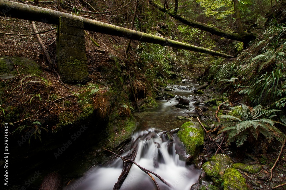 Poster lush green forest with fallen trees and a stream of pristine water.