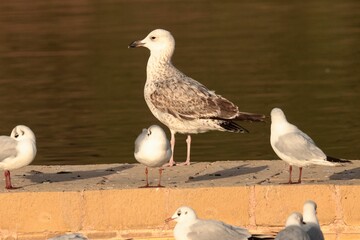 Obraz premium Wintering Immature Yellow-legged gull Larus michahellis. Salina Nature Reserve, Malta, Mediterranean