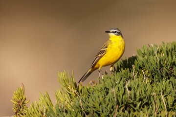 Adult male Blue-headed yellow wagtail Motacilla flava