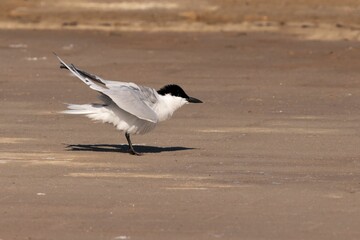 Beautiful gull-billed tern bird perched on a sandy surface