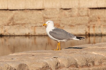 Obraz premium Adult Yellow-legged gull Larus michahellis