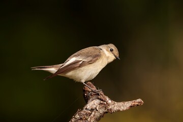 Female Pied flycatcher Ficedula hypoleuca on spring migration. Malta