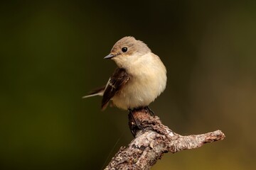 Female Pied flycatcher Ficedula hypoleuca on spring migration. Malta