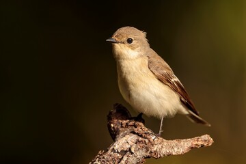 Female Pied flycatcher Ficedula hypoleuca on spring migration. Malta