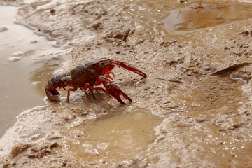 Red swamp crayfish Procambarus clarkii crawling on mud
