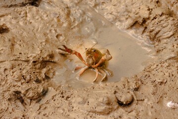 Red swamp crayfish Procambarus clarkia  in threat posture.