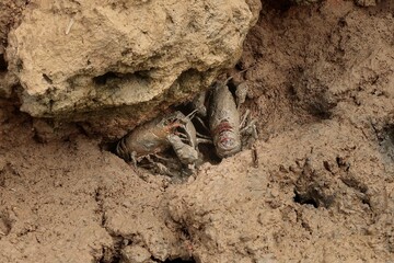 Red swamp crayfish Procambarus clarkia at the entrance to their burrow