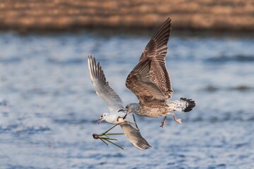Fototapeta premium Lesser black backed gull harassing a black headed gull carrying seagrass rhizome
