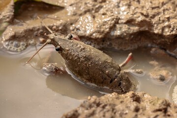 Close-up shot of a red swamp crayfish in a water filled burrow
