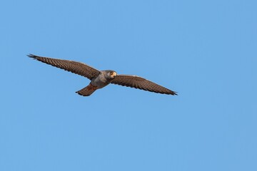 Adult male red-footed falcon on spring migration