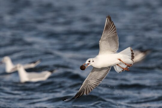 flying juvenile black headed gull carrying a ball of dried sea grasses. Malta