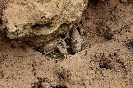 Red swamp crayfish Procambarus clarkia at the entrance to their burrow