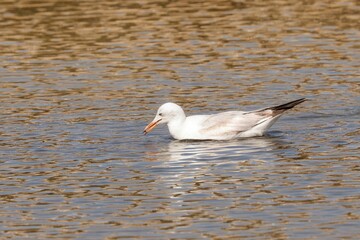 Closeup of a Slender-billed gull (Chroicocephalus genei) in a pond in Salina Nature Reserve, Malta
