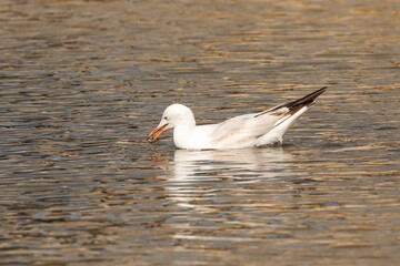 Fototapeta na wymiar Closeup of a Slender-billed gull (Chroicocephalus genei) in a pond in Salina Nature Reserve, Malta