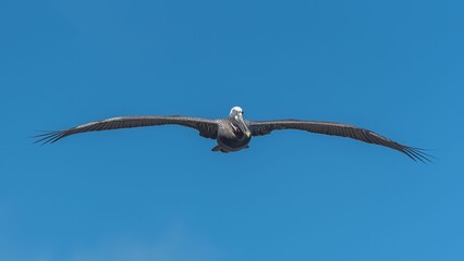flying pelican bird in sky