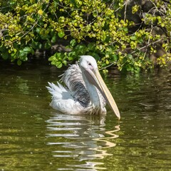 Great white pelican swimming in a tranquil body of water surrounded by lush, verdant vegetation