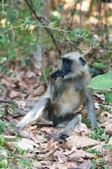 Gray langur, monkey in India