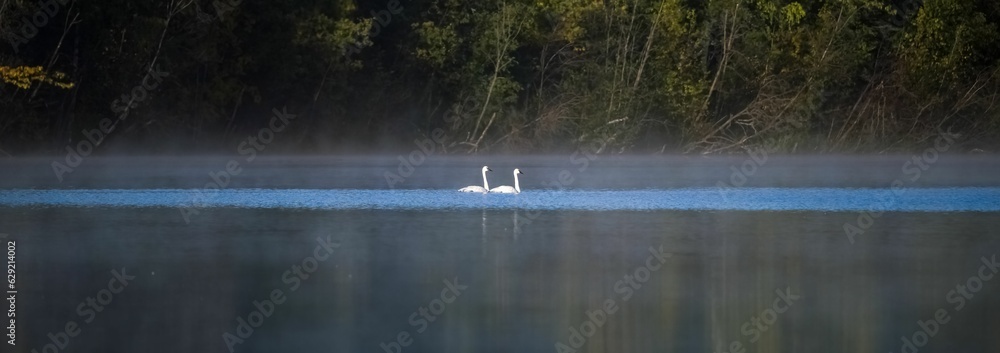 Poster Two trumpeter swans in the mist, Yukon
