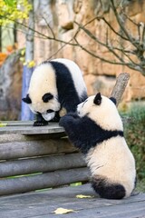 Giant panda cubs playing © Pascale Gueret/Wirestock Creators