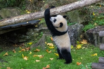 A baby giant panda hanging from a tree log