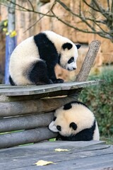 Obraz na płótnie Canvas Giant panda cubs playing