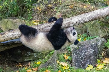 A baby giant panda hanging from a tree log