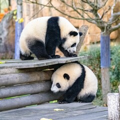 Fototapeta na wymiar Giant panda cubs playing