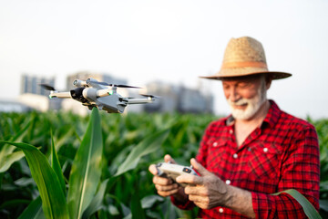 Farmer flying agricultural drone in corn field monitoring crops. Smart farming.