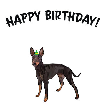 Happy birthday card with dog, holiday design. Present for a dog lover. Funny cartoon dog breed illustration.  Minimalistic birthday card with dog. Fun English toy terrier in hat, birthday party card.