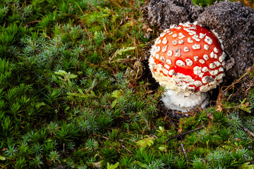 Little young fly agaric (Amanita muscaria) mushroom growing in natural environment forest.