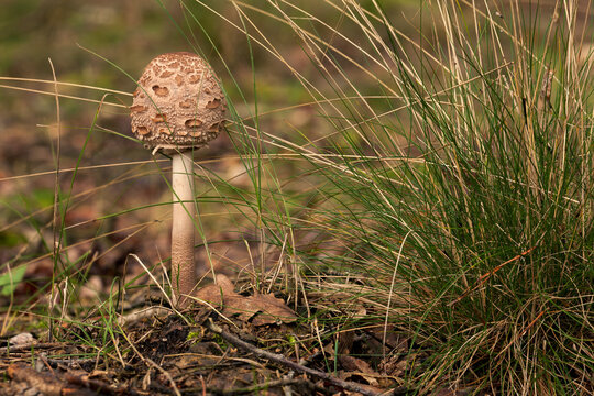Parasol mushroom (Macrolepiota procera) in the forest. Young wild fungi specimen. Poland, Europe.