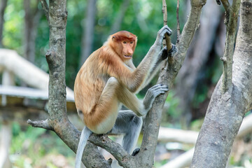 Naklejka premium The proboscis monkey (Nasalis larvatus) or long-nosed monkey is a reddish-brown arboreal Old World monkey with an unusually large nose. It is endemic to the southeast Asian island of Borneo.