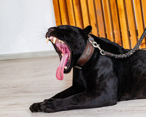beautiful black panther yawns, opening its mouth wide