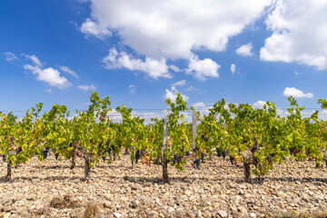 Fototapeta na wymiar Vineyards near Saint-Julien-Beychevelle, Bordeaux, Aquitaine, France