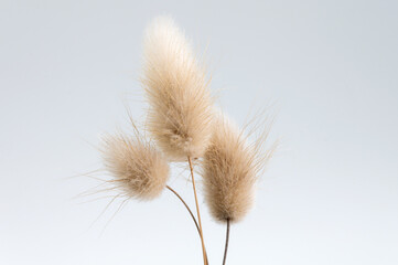 lagure ovale ou plante queue de lapin