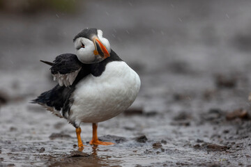 Colourful puffin bird standing on wet muddy track with neck at angle and wing partially visible