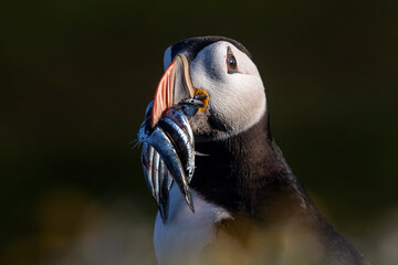 Head shot of colourful puffin bird with a beak full of sand eels