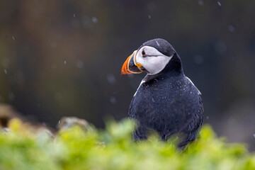 Partial view of colouful puffin bird behind out of focus yellow plant