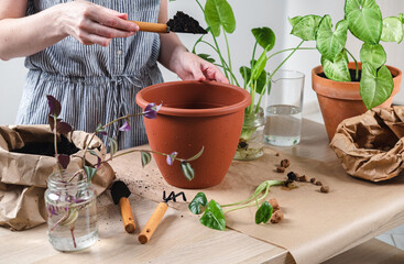 Woman gardener hand replanting home plants Syngonium. Transplanting a houseplant into a new flower pot. Concept of home jungle and gardening. Taking care of home plants. Grow indoor plants at home.