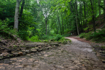 Fototapeta na wymiar Creek inside forest in Bakony, Hungary