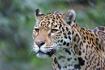 Fototapeta na wymiar close up of a jaguar (Panthera Onca)