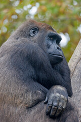Western Lowland Gorilla looking at camera while sitting on tree in forest